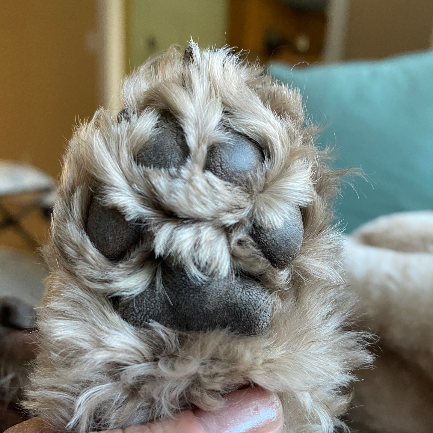 ORIGINAL CUSTOM PAW PRINT CHARM in sterling silver